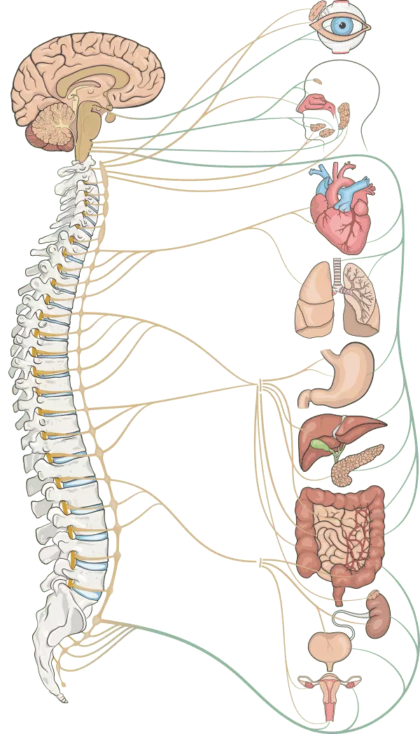 Diferencias entre osteópata y quiropráctico